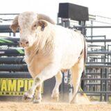 Gallery image 7 of 43